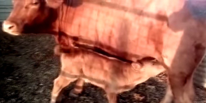 Red heifer