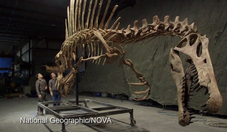 Spinosaurus: 50-Foot-Long First Truly Aquatic Dinosaur Unveiled [PHOTOS