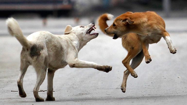 The canine species mauled a three-month-old baby to death. stray dogs