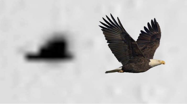 Mars bird