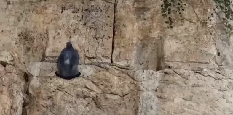 Snake Western Wall