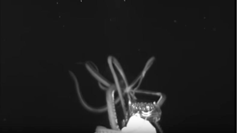 Scientists have identified the giant squid measuring up to 12 feet near the Gulf of Mexico waters. Giant squid