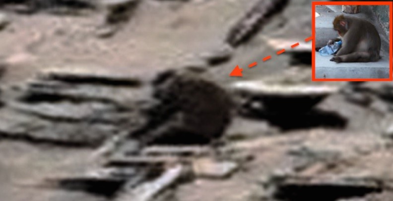 Mars Monkey