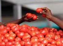 a-woman-buys-tomatoes-at-gouro-market-in-abidjan