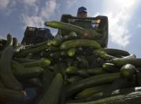 cucumbers