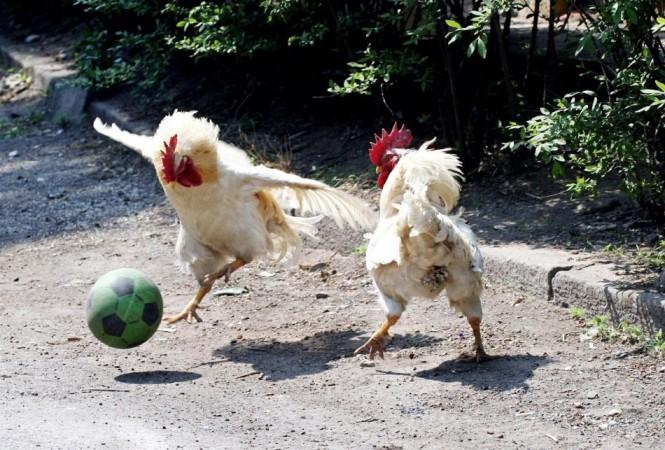 Roosters [Representation Pic]