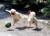 roosters-representation-pic
