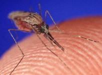 Dengue Fever (Reuters)
