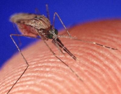 Dengue cases on the rise in Gurugram Dengue Fever (Reuters)