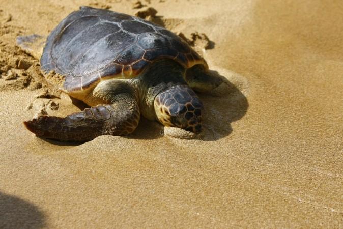 Mystery Solved: Why Certain Species of Turtles Breathe through Anus (Reuters)
