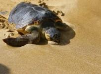 Mystery Solved: Why Certain Species of Turtles Breathe through Anus (Reuters)