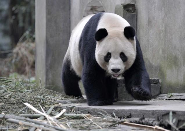 Giant panda