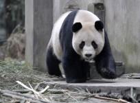 giant-panda