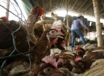 chickens-peer-out-of-their-cage-at-a-poultry-wholesale-market-outside-hanoi-viet-nam