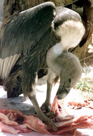 White-Backed Vulture
