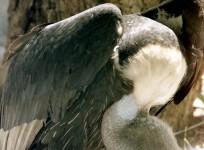 white-backed-vulture