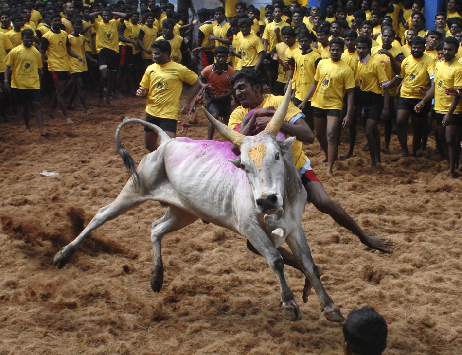 A villager tries to control a bull during a bull-taming festival on the outskirts of Madurai town, Tamil Nadu. Pongal celebration