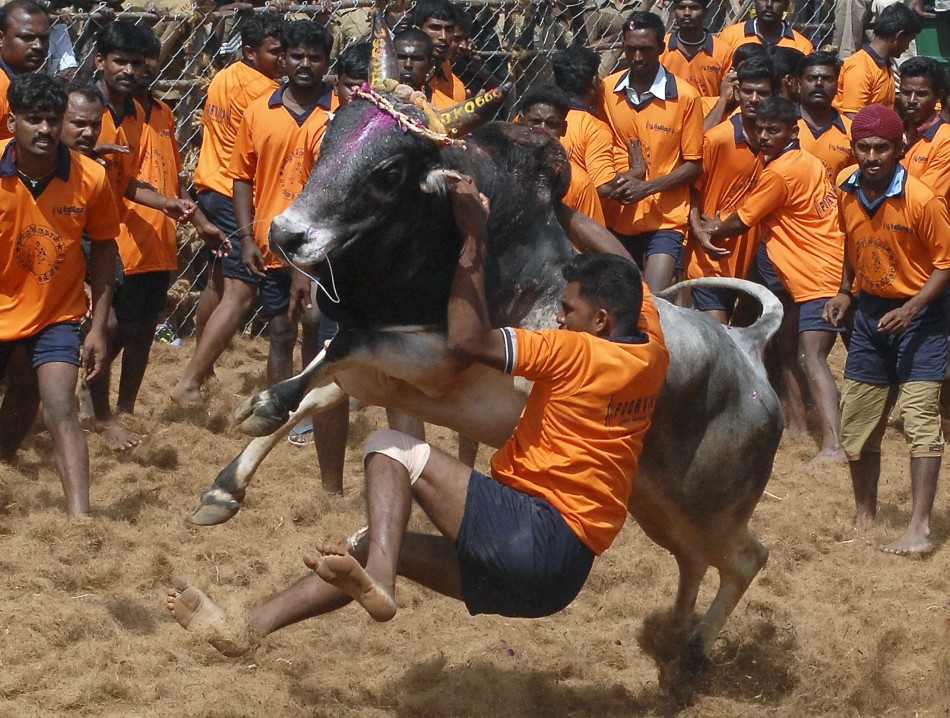 A villager tries to control a bull during a bull-taming festival on the outskirts of Madurai town, Tamil Nadu. Pongal celebration