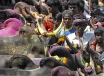 pongal-celebration