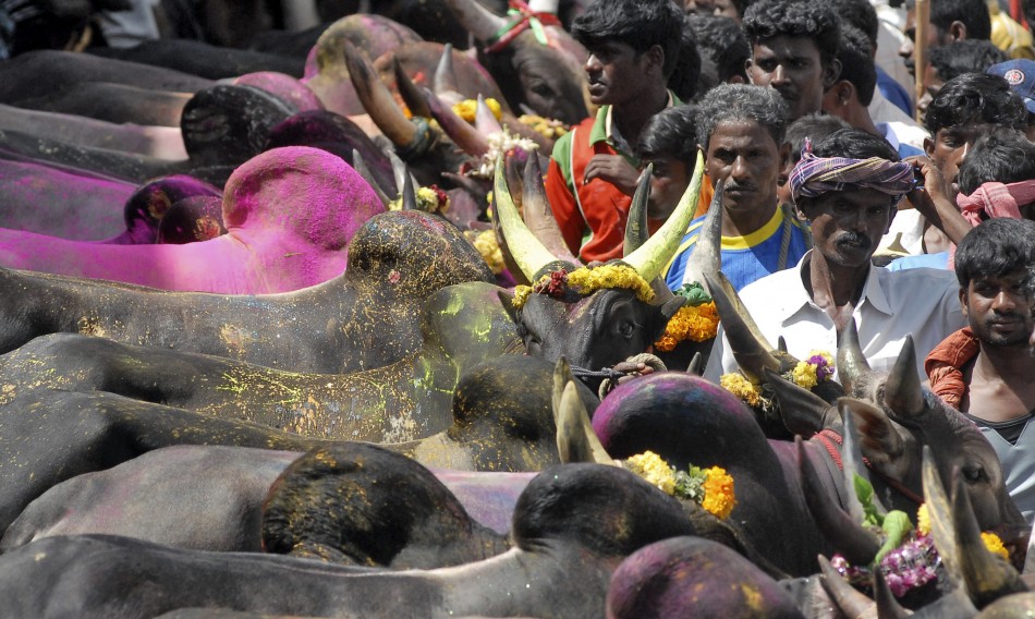 Villagers with their bulls arrive for a bull-taming festival on the outskirts of Madurai town, Tamil Nadu. Pongal celebration