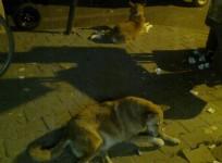 dogs
