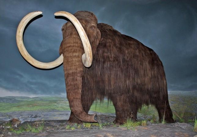 Scientists want to bring the mammoth back after it went extinct some 4,000 years ago Woolly Mammoth