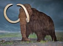 woolly-mammoth