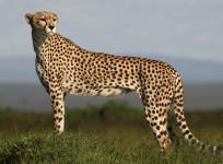 cheetah-can-attain-about-16-body-lengths-per-second-in-comparison-with-mite-which-can-cover-322-body-lengths-in-one-second