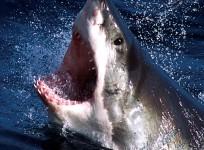 Australian Woman Dives with Sharks, Fights for Conservation