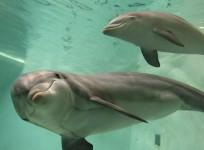 Patna to Become Asia's First Dolphin Research Centre