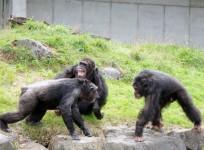 chimpanzee-attack
