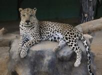 leopard