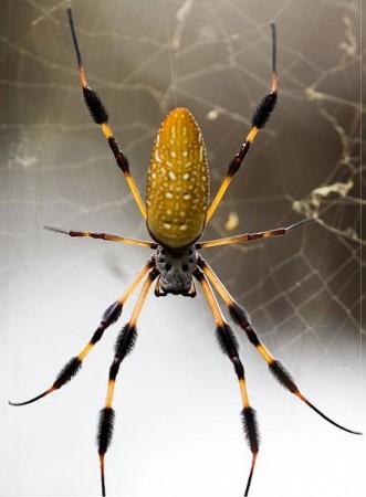 Fish-Eating Spiders Exist around the World (Representational Image)