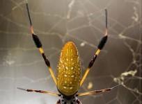 Fish-Eating Spiders Exist around the World (Representational Image)
