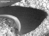 scientists-discover-sand-dunes-for-the-first-time-in-mars