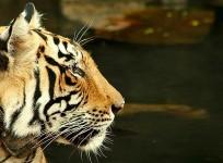 bengal-tiger