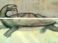 a-gigantic-turtle-fossils-found-in-colombia