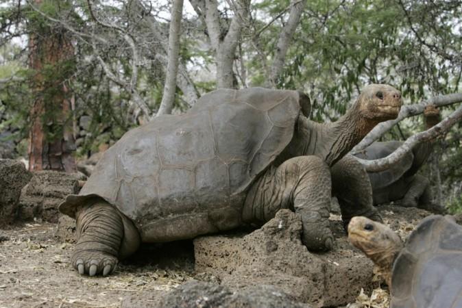 Lonesome George Last Giant Tortoise of Pinta Island Dies - IBTimes India