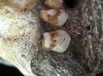 ancient-human-ancestor-teeth