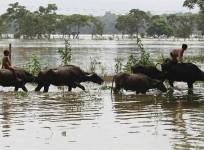 flood-affected-residents-move-to-safer-places-on-their-buffaloes-after-heavy-rains-at-kushiani-village-of-morigaon-district-in-the-northeastern-indian-state-of-assam-june-28-2012-incessant-heavy-rains-in-northeast-india-have-caused-massive-flooding-and