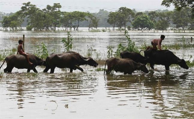Flood-affected residents move to safer places on their buffaloes after heavy rains at Kushiani village of Morigaon district (Representational Image) Flood-affected residents move to safer places on their buffaloes after heavy rains at Kushiani village of Morigaon district, in the northeastern Indian state of Assam June 28, 2012. Incessant heavy rains in northeast India have caused massive flooding and