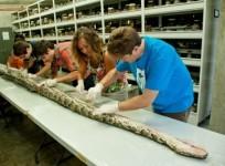 giant-17-ft-burmese-python-carrying-a-record-87-eggs
