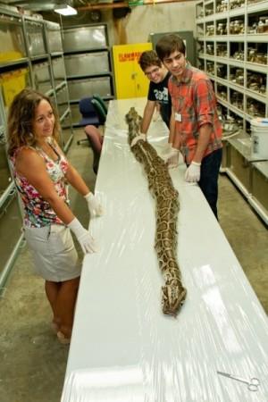 Researchers at the Florida Museum of Natural History on the University of Florida campus prepare to examine the internal anatomy of a 17-foot-7-inch Burmese python, the largest found in Florida to date, on Aug. 10, 2012. The more than 164-pound snake carried a state record 87 eggs in its oviducts. The Burmese python is native to Southeast Asia and has been established and reproducing as an invasive species in Florida since 2000. Photo: University of Florida photo by Kristen Grace / Florida Museum of Natural History Giant 17 Ft Burmese Python Carrying a Record 87 Eggs