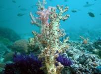 coral-reef