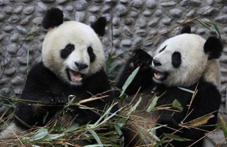 Pandas Panda