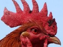 Bird Flu outbreak