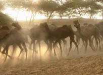 pushkar-mela
