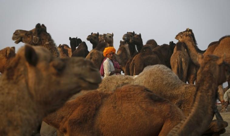 Pushkar Mela