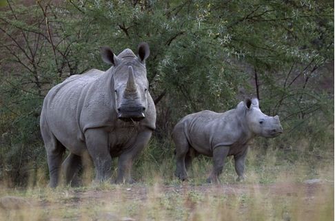 Female Indian Rhino Born in New York Zoo through Insemination (Representational Image) [Reuters]