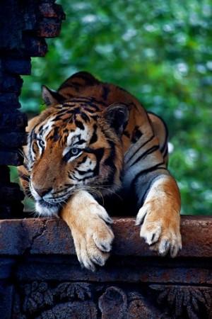 The Tiger (Panthera tigris)